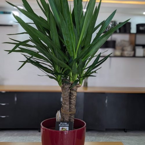 Big Yucca plant with vase