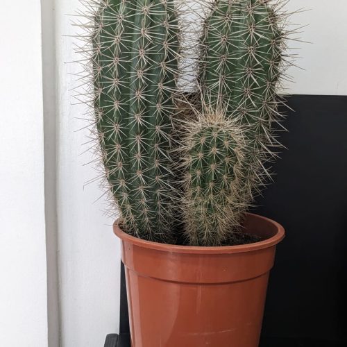 Cactus plant – I