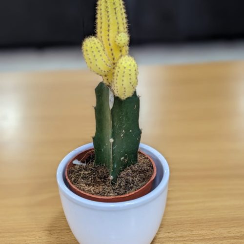 Cactus with mini vase